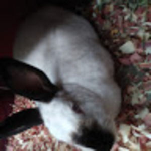 Meet your Posher, Holly